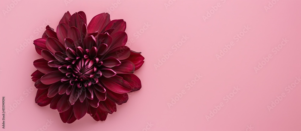 Poster a burgundy chrysanthemum bud in a composition with a frame. on a pink background . space for text pa