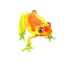 Watercolor hand drawn illustration of exotic frog in yellow color with spots isolated on white. Neon orange color frog with green legs sitting.  Design for covers, backgrounds, prints. 