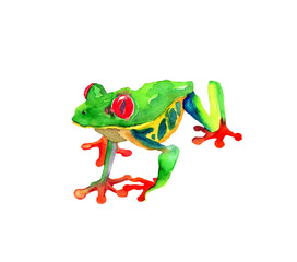 Watercolor hand drawn illustration of exotic frog in green color with spots isolated on white background. Neon green color frog with bright red legs sitting.  Design for covers, backgrounds, prints. 