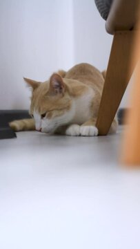 Curious Cat with a Bow Tie Peeking from Behind a Door in a Modern Indoor Setting