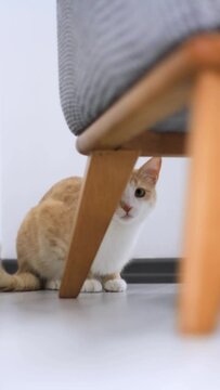 A curious orange and white cat peeking from behind a sofa in a modern indoor setting with bright gray floors and walls.
