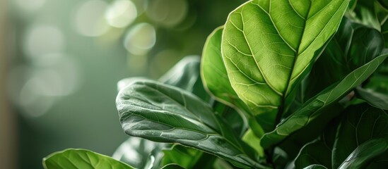 Fototapeta premium Close up of green leaf of ficus lyrata or Fiddle Leaf Fig. Indoor gardening, houseplant care. Copy space image. Place for adding text and design