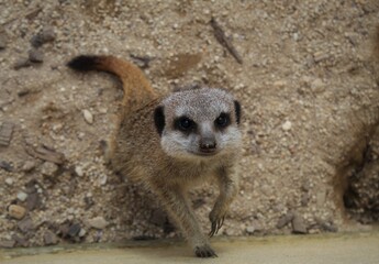 meerkat on the lookout close up