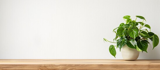 Philodendron Brasil is a trailing houseplant in the interior on a white background on a wooden table. Copy space. Still life. Blur and selective focus