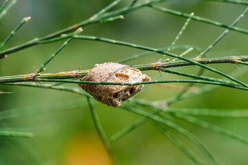 Mantis nest on a small green branch