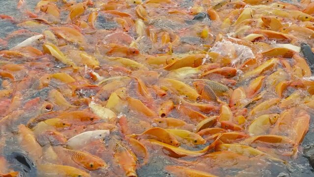 lots of yellow, white and black goldfish and tilapia gather to look for food in the pond
