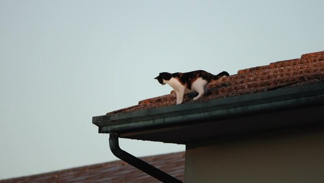 A calico cat walking carefully along the edge of a tiled roof against a clear evening sky