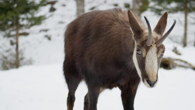Chamois in a snowy forest.