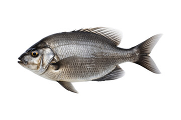 Nile tilapia fish isolated on transparent or white background, png