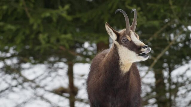 Chamois in a snowy forest.
