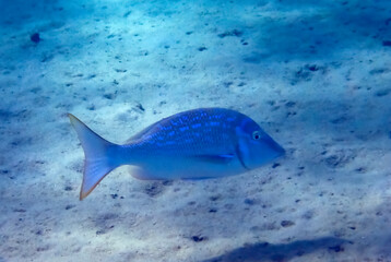 Important commercial fish of the Red Sea and Pacific Ocean - Spangled Emperor, scientific name is Lethrinus nebulosus, it belongs to the family Lethrinidae, Inhabits shallow waters of the Red Sea