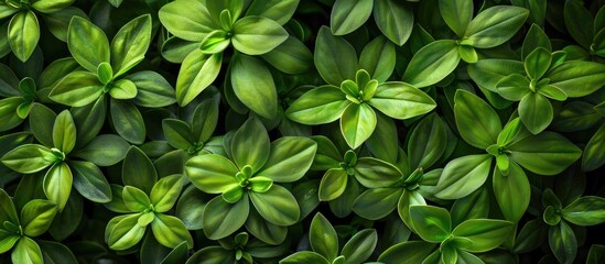 Green plant for home decor and art photography. Copy space image. Place for adding text and design