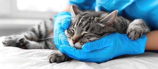 Close up of woman veterinarian in blue protective gloves stroking a sleepy cat. Cat visiting vet for regular check up. Copy space image. Place for adding text or design