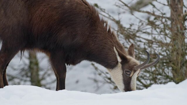 Chamois in a snowy forest.