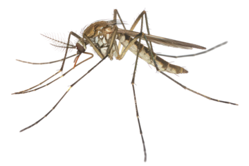 Close-up image of a mosquito with detailed wings and legs, perfect for educational, environmental, and health-related projects.