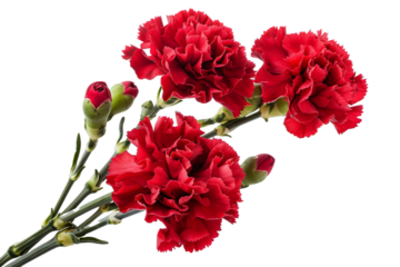 Red Carnations isolated on transparent background png