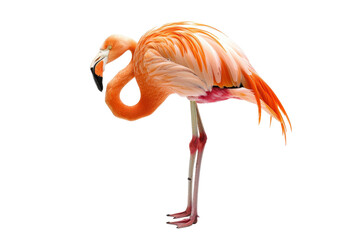 Beautiful pink flamingo standing gracefully on one leg, isolated on a transparent background. Perfect for nature and wildlife themes.