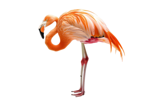 Beautiful pink flamingo standing gracefully on one leg, isolated on a transparent background. Perfect for nature and wildlife themes.