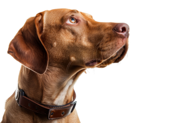 Close-up profile of a brown dog with a leather collar, looking up attentively, isolated on a transparent background.