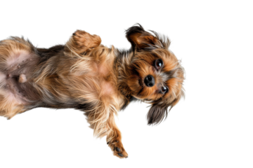 Cute small dog lying on its back, looking playful and adorable. Perfect for pet-themed designs and projects.