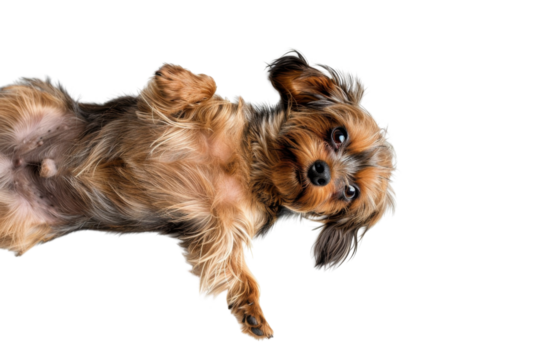 Cute small dog lying on its back, looking playful and adorable. Perfect for pet-themed designs and projects.