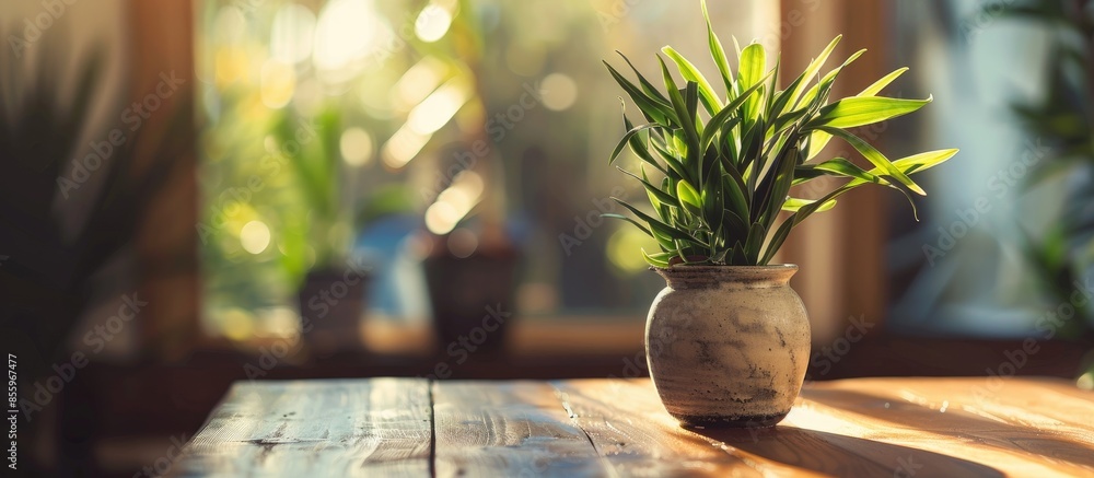 Poster close up of green plant in vase on table. copy space image. place for adding text and design