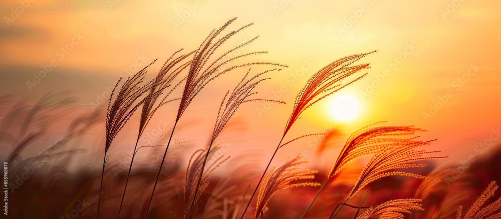 Aufkleber silhouette of grass at sunset. copy space image. place for adding text or design