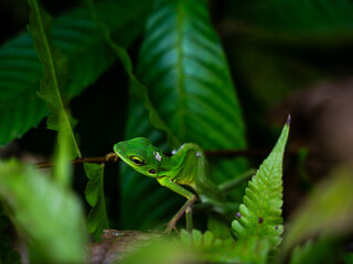 Green Lizard in Rainforest