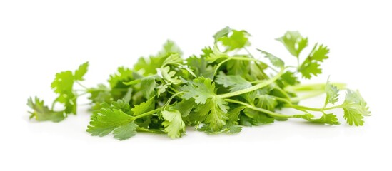Obraz premium Close up of coriander plant flowers (Coriandrum sativum) grown indoors. Herb isolated on a white background. Negative space for text, portrait orientation. Copy space image