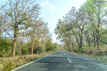 Fototapeta premium road in the forest