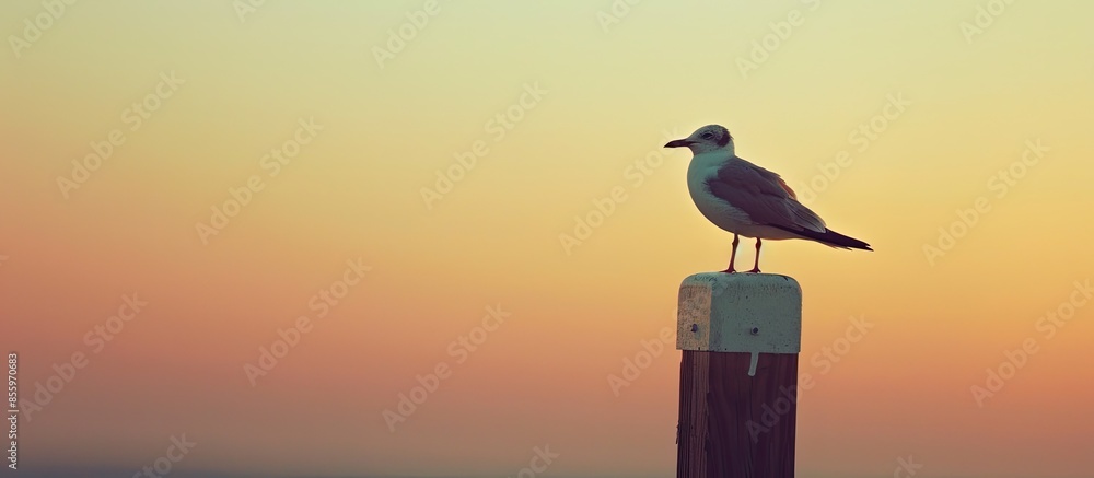 Poster close up of a bird on a sign pastel background sky isolated. copy space image. place for adding text