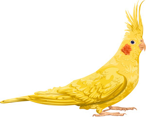 Corella is a yellow parrot with red cheeks. bird pet