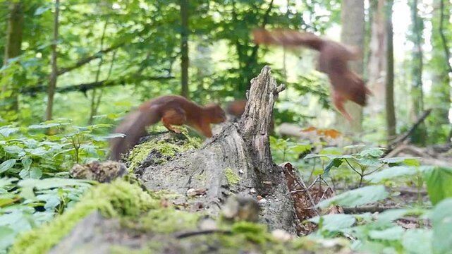 Slow motion footage of an Eurasian red squirrel defending its territory in the woods on a sunny day