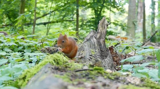 Slow-motion of Eurasian red squirrel eating and others playing around on a sunny day in forest