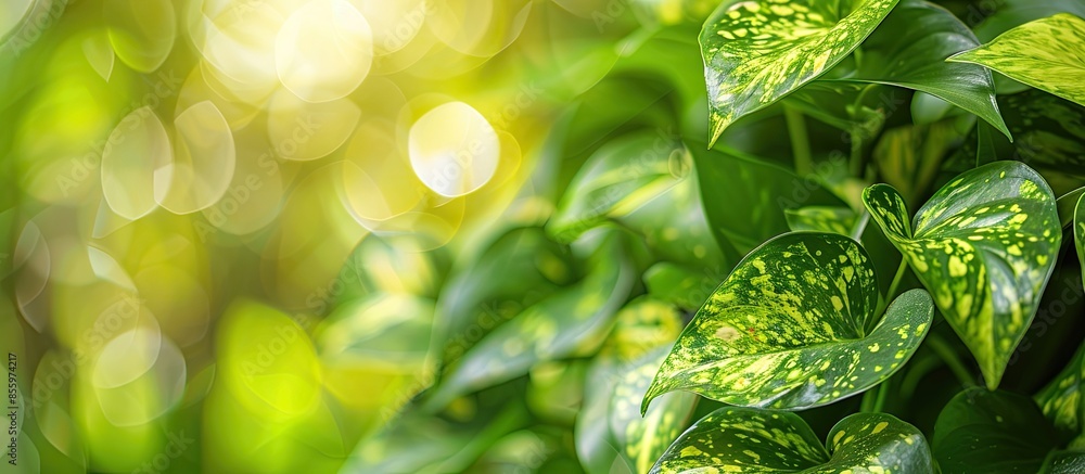 Poster close up of pothos plant in the garden. copy space image. place for adding text and design
