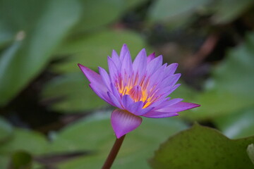 purple lotus flower