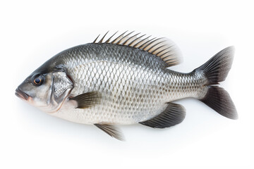 Fototapeta premium black bream fish isolated on a white background