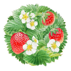 Red strawberry with white flowers circle, round background. Bush hand drawn watercolor illustration. Food art, fresh botanical realistic painting. Summer berry clipart for restaurant menu, packaging