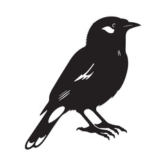 Bird Silhouette Vector illustration With White Background