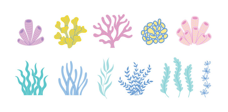 Coral reefs and seaweed set. Various colorful corals and algae plants collection. Sea and ocean life vector illustration