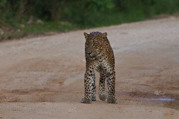 Portrait of a large adult female leopard walking gracefully in the forest; Sri Lankan leopard...