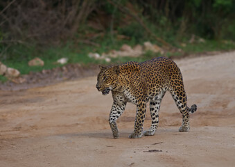 Portrait of a large adult female leopard walking gracefully in the forest; Sri Lankan leopard...