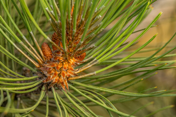 Young green cones on a spruce tree