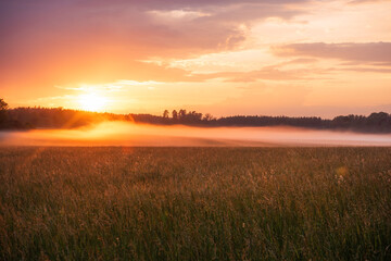 Foggy field in sweden