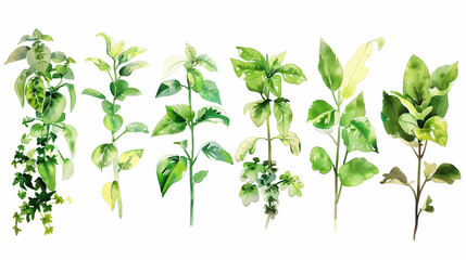 Fototapeta premium 観葉植物の水彩イラスト、クリップアート