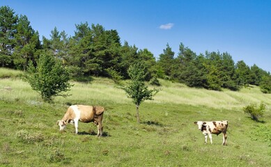 blurred background, trampled, farmland, countryside, lake, livestock, domestic, graze, outdoors, shepherd, tree, sky, group, day, view, cloud, animal, cow, grass, horse, nature, farm, landscape, grazi