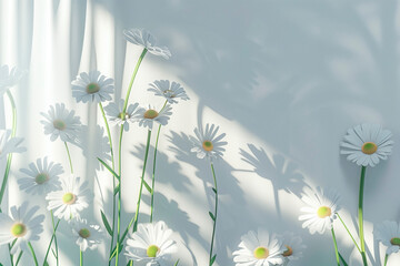 Soft Light Daisies with Serene Shadows. Serene scene of white daisies with sunlight and shadows, ideal for tranquil themes and nature designs.