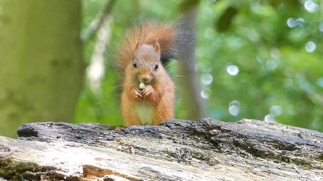 Closeup footage of red squirrel standing on a tree branch eating on a sunny day with blur background