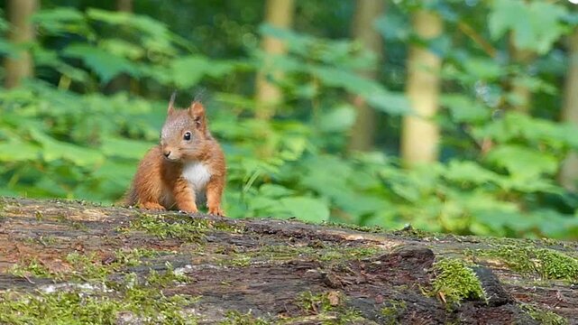 Slow motion footage of an Eurasian red squirrel searching for food on a tree branch in the woods