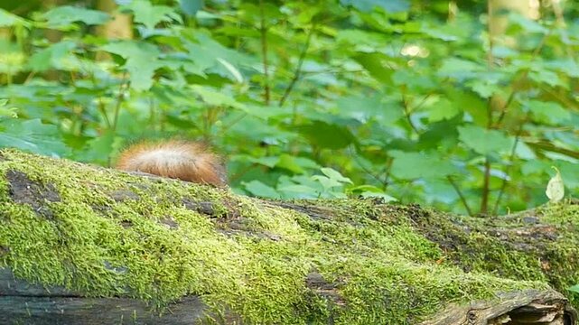 Slow motion footage of an Eurasian red squirrel chasing other squirrels trying to steal its food